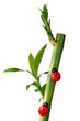 Bambou et coccinelles