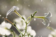 Foto: Watering the flowers Watering the flowers