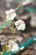 Foto: Watering the flowers Watering the flowers