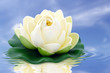 Fleur de lotus