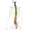 Columna vertebralis - loop