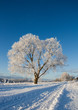 Frost covered tree in winter with natural blue sky Frost covered tree in winter with natural blue sky