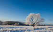 Frost covered tree Frost covered tree