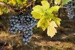 Grappe de merlot et sa feuille jaunissante