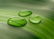 Photo en ligne au meilleur prix Plantleaf