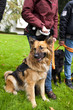 In der Hundeschule