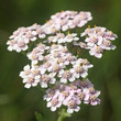Blüten der Schafgarbe (Achillea millefolium, Common Yarrow) Blüten der Schafgarbe (Achillea millefolium, Common Yarrow)