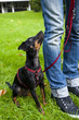 In der Hundeschule