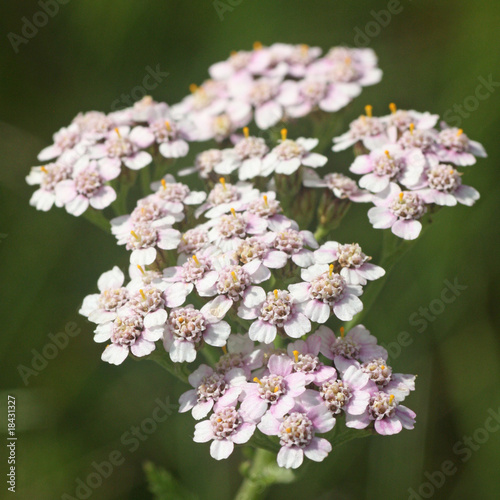 Foto: Blüten der Schafgarbe (Achillea millefolium, Common Yarrow) Blüten der Schafgarbe (Achillea millefolium, Common Yarrow)