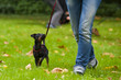 In der Hundeschule