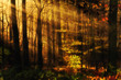 Foto: abendrot im wald abendrot im wald