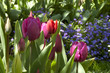 Tulpen
