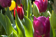 Tulpen