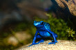 Blauer Baumsteiger
