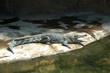 Krokodil
