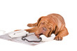 Dog arguing over the phone Dog arguing over the phone