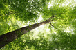 Sunbeam and Tree Sunbeam and Tree
