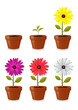 Flower in a Pot Flower in a Pot