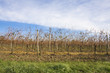 Weinreben in Wien / Herbst Weinreben in Wien / Herbst