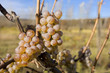 Weintrauben im Herbst Weintrauben im Herbst