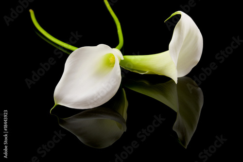 Photo: beautiful white Calla lilly over black background beautiful white Calla lilly over black background