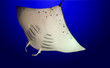 stingray