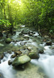 Moutain stream. Moutain stream.