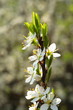 Prunus spinosa