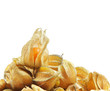 Physalis