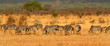 Zebras