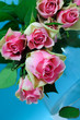 Pink roses on blue backround