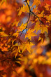 Maple background Maple background