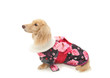 Dachshund
