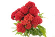 Bright red cockscomb bouquet