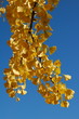 Yellow leaves on a tree branch.