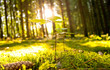 Idyllischer Wald durchflutet mit Sonnenstrahlen
