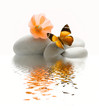 Papillon galet