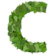 Vektor: c letter with leafs c letter with leafs