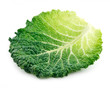 Leaf of Ripe Savoy Cabbage Isolated on White