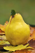 Obst