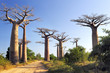 Baobabs forest Baobabs forest