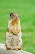 Alert Ground Squirrel