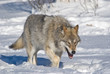 Wolf auf der Suche