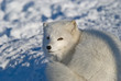Polarfuchs