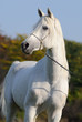 Photo en ligne au meilleur prix white arabian horse