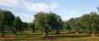 ulivo