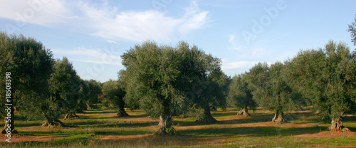 Photo: ulivo ulivo
