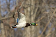 Mallard Duck In Flight