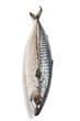 raw mackerel on white