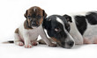 chienne et chiot jack russel terrier chienne et chiot jack russel terrier